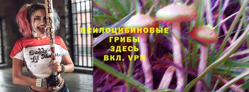 darknet формула  Богородск  Псилоцибиновые грибы MAGIC MUSHROOMS 